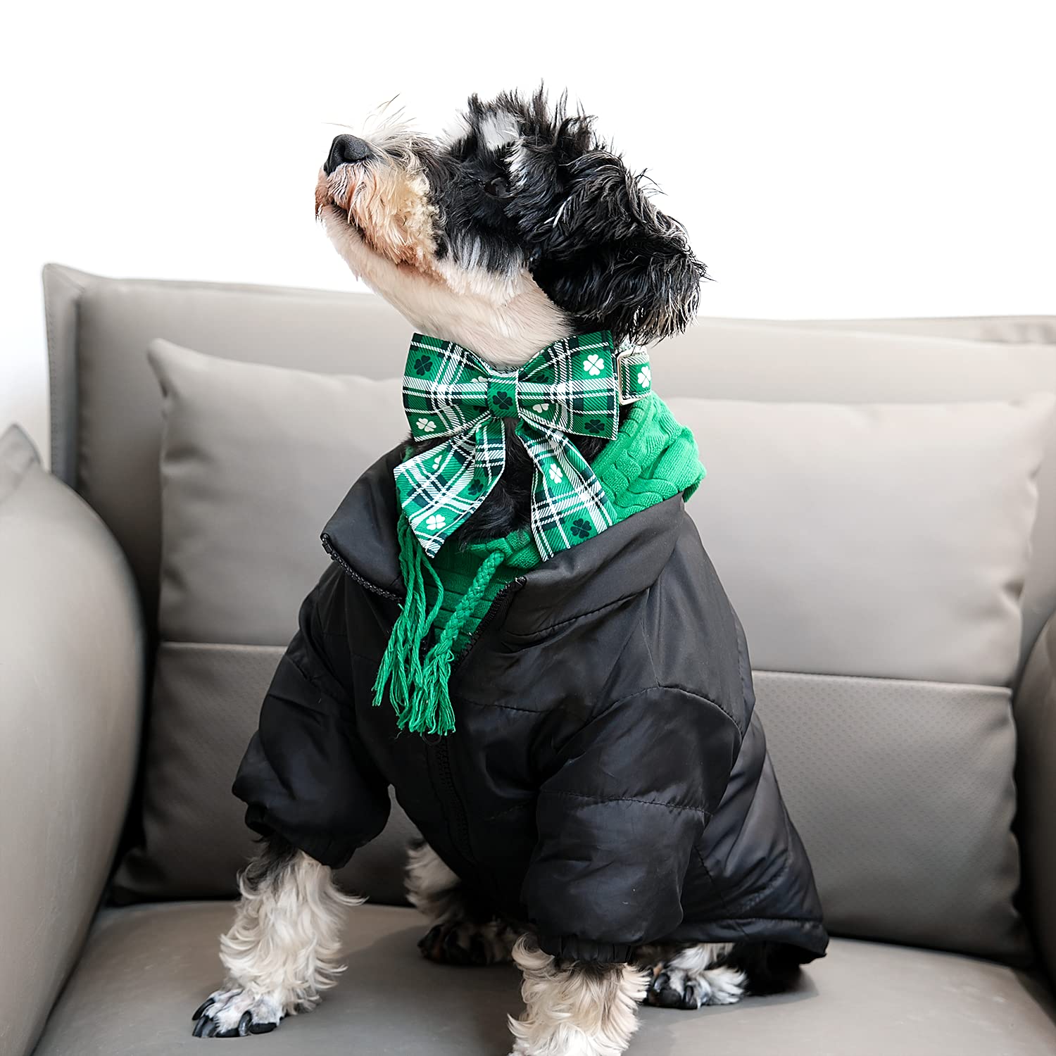 Collar Lionet Paws con lazo desmontable para look versátil