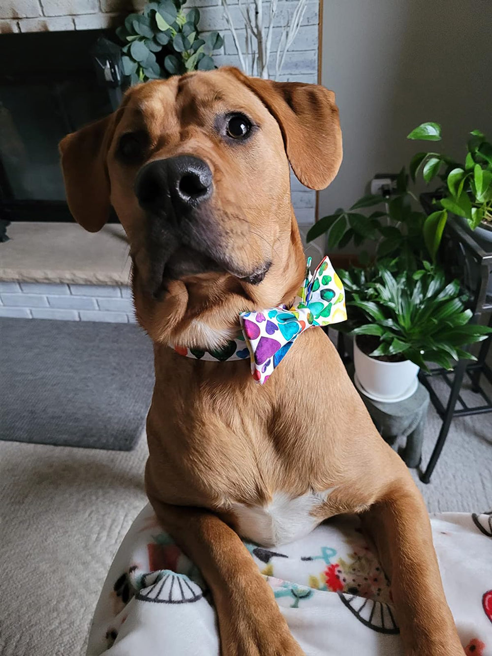 Collar Lionet Paws ideal para San Valentín y sesiones de fotos.