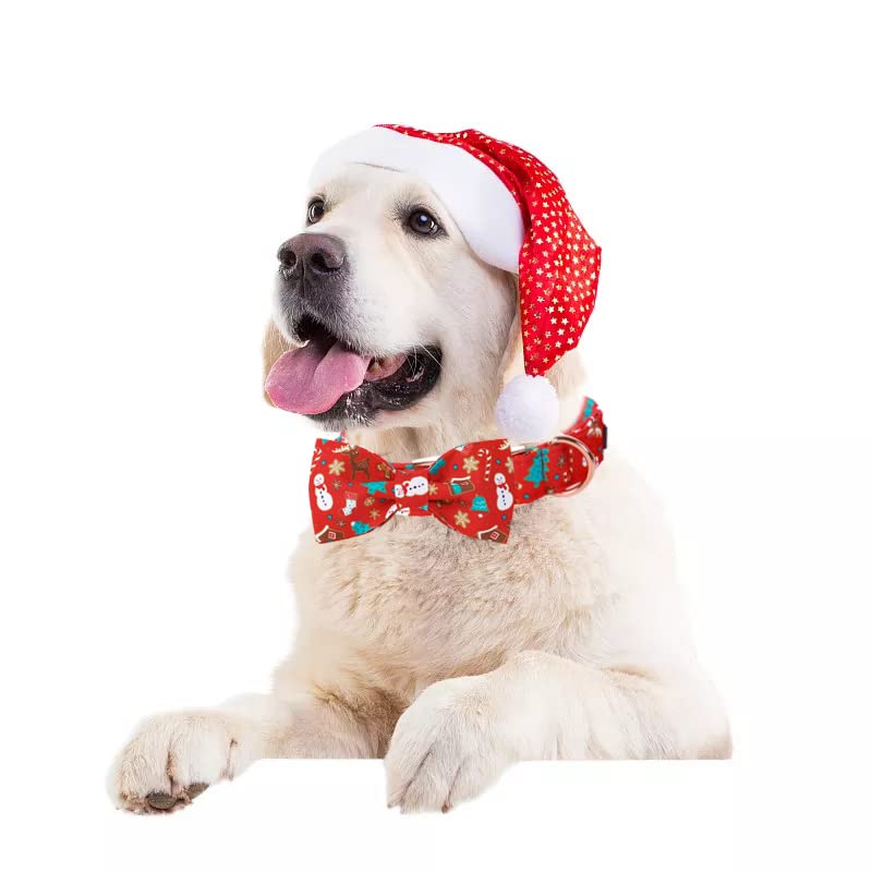 Lionet Paws collar ideal para fotos familiares de Navidad.