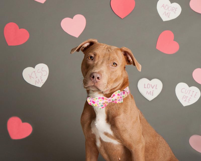 Lazo desmontable Lionet Paws, añade versatilidad al look