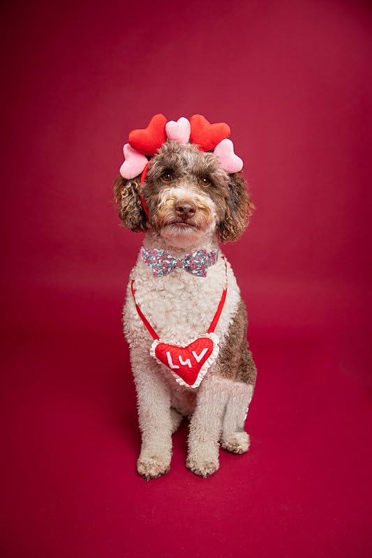 Lazo desmontable Lionet Paws para vestir en cualquier collar