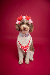 Lazo desmontable Lionet Paws para vestir en cualquier collar