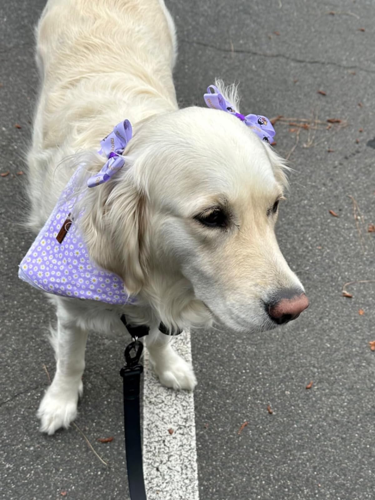 Lionet paws presenta este pañuelo ideal para regalo de perros, combina con otros accesorios