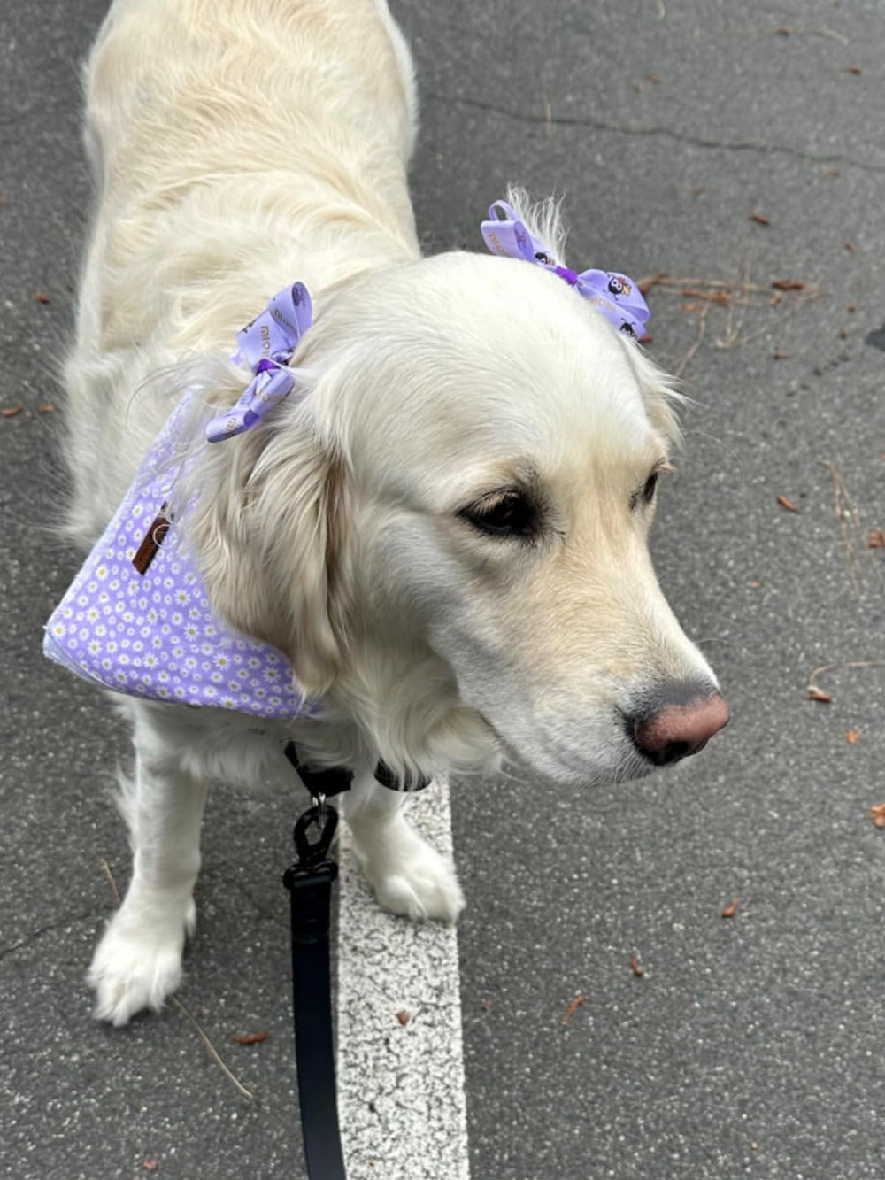 Lionet paws presenta este pañuelo ideal para regalo de perros, combina con otros accesorios