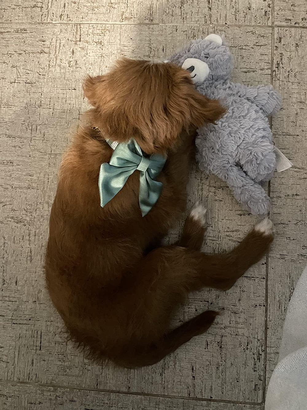 Lionet Paws Ocasiones festivas, el collar con lazo eleva el estilo del perro.