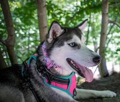 Collar Lionheart Glory ajustable con corbatín, ideal para razas pequeñas.