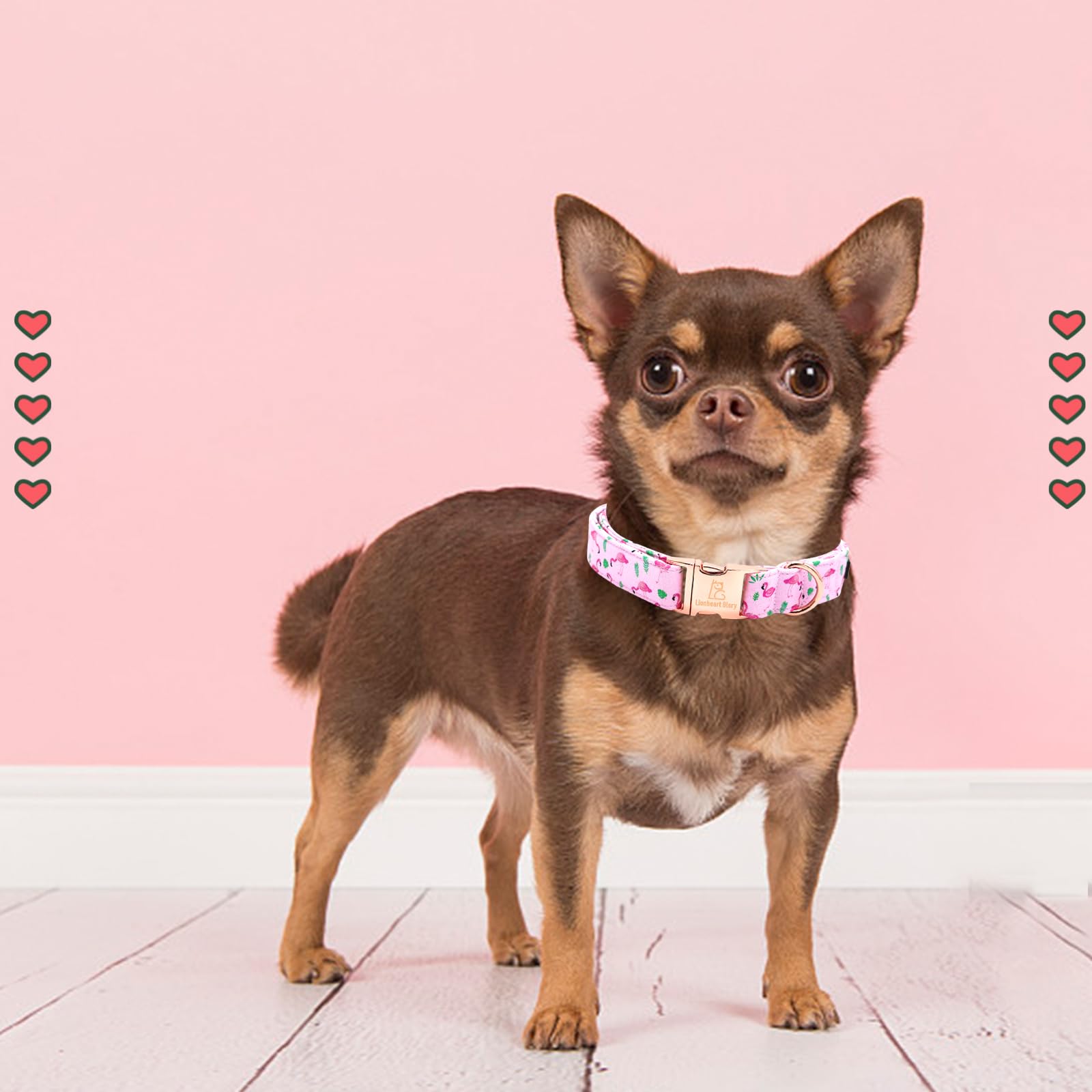 Collar Lionheart Glory diseño rosa primavera, suave y duradero