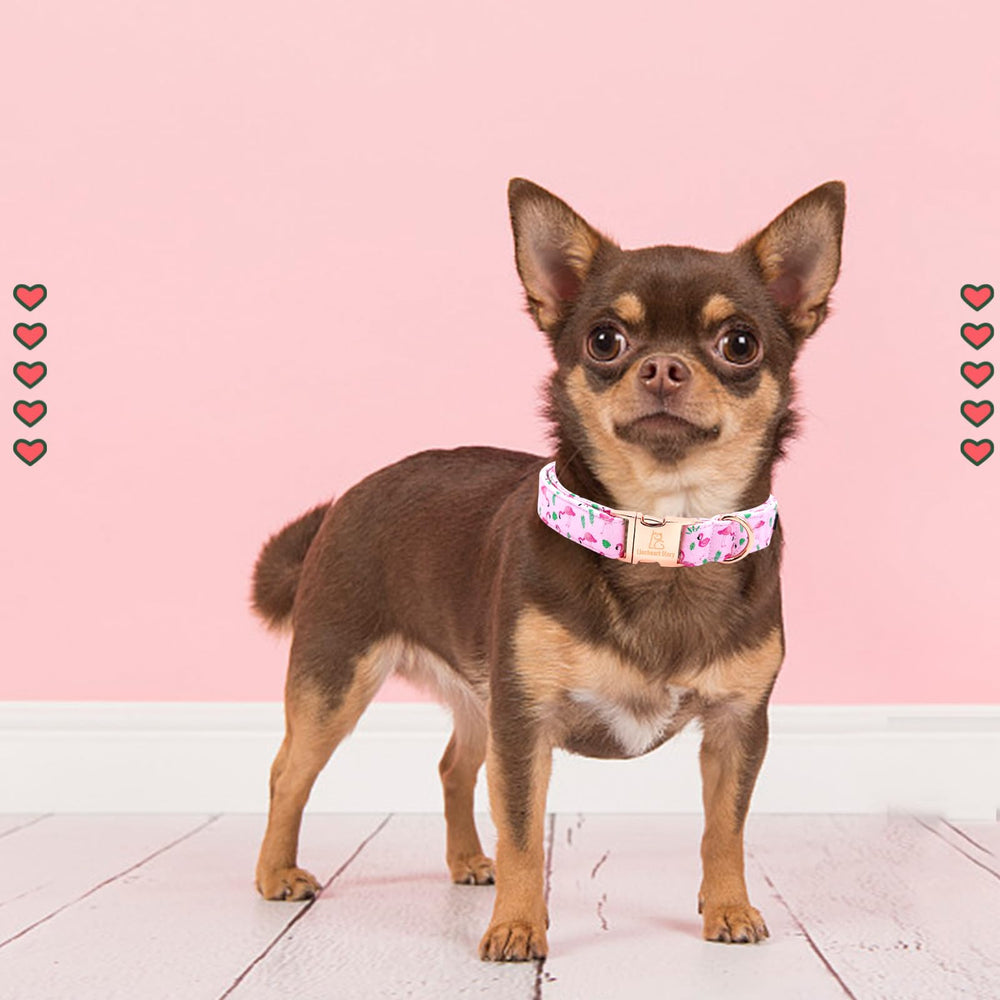 Collar Lionheart Glory diseño rosa primavera, suave y duradero