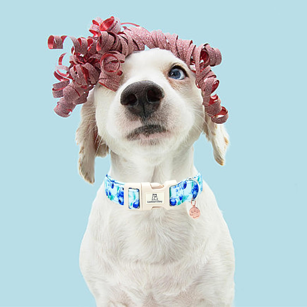 Diseño único para realzar la personalidad del perro en paseos