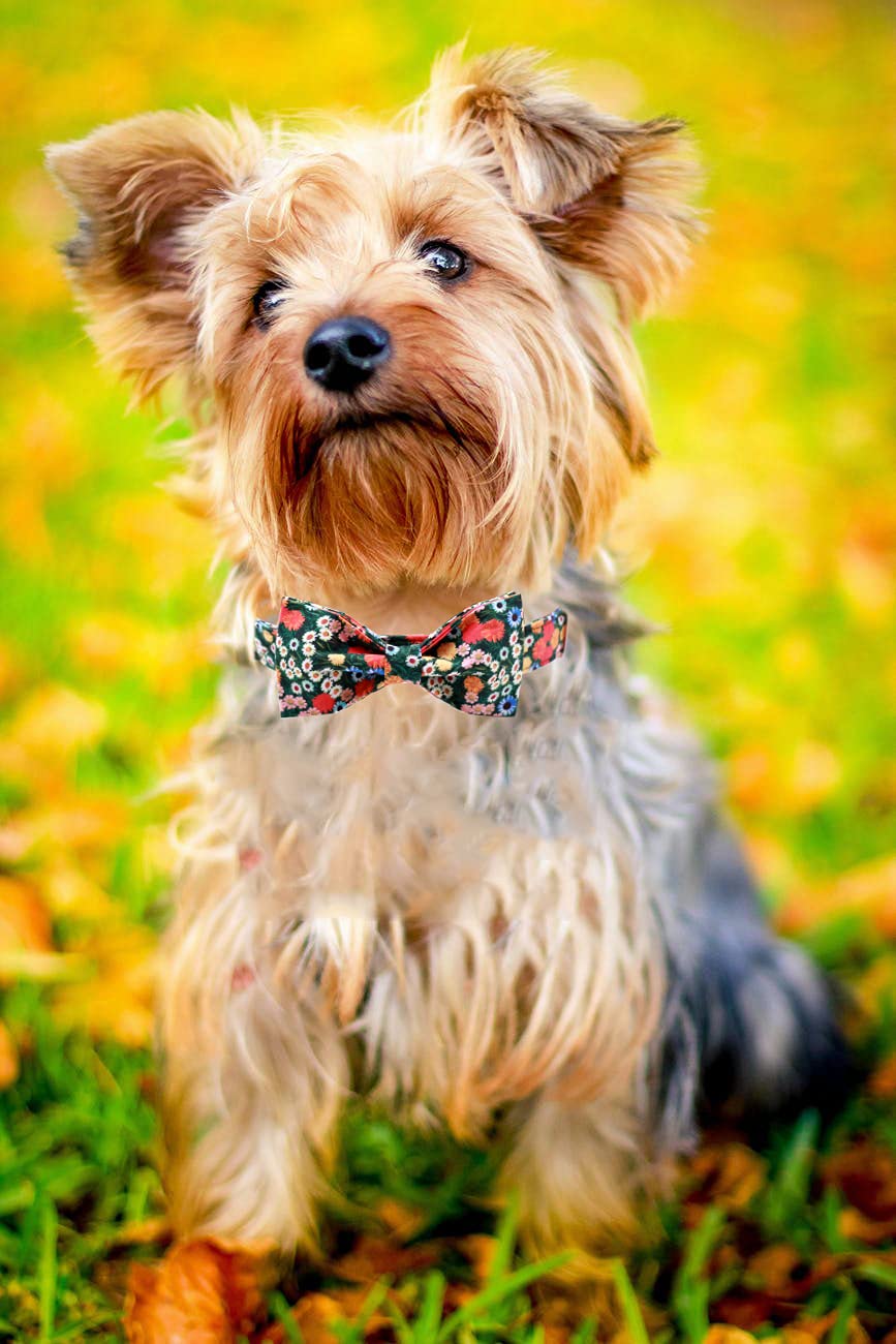 Apariencia ideal para sesiones de fotos con perro usando Lionheart Glory.