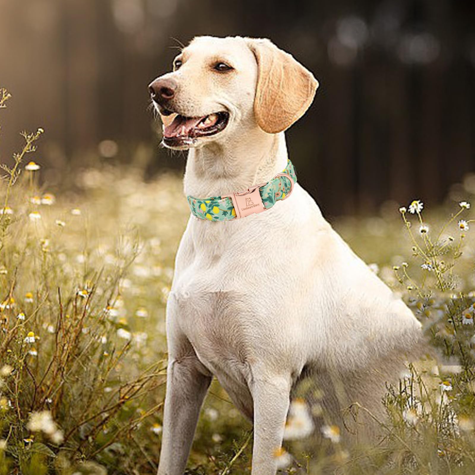 Lionheart glory collar floral primavera, añade estilo único a cada paseo.