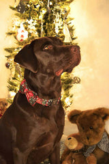 Collar Lionheart Glory ajustable para perros de todos los tamaños