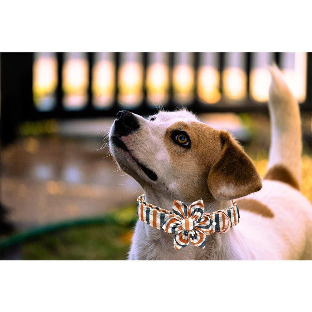 Collar Lionheart Glory con ajuste cómodo para un fit seguro y ajustable.