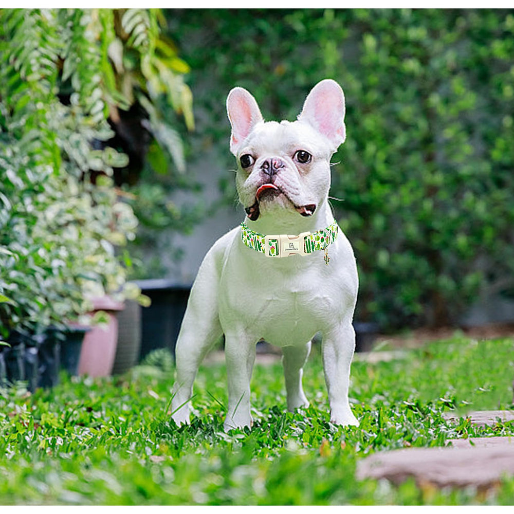 Ideal como regalo para mascotas y para días de juego en casa con cactus verde.