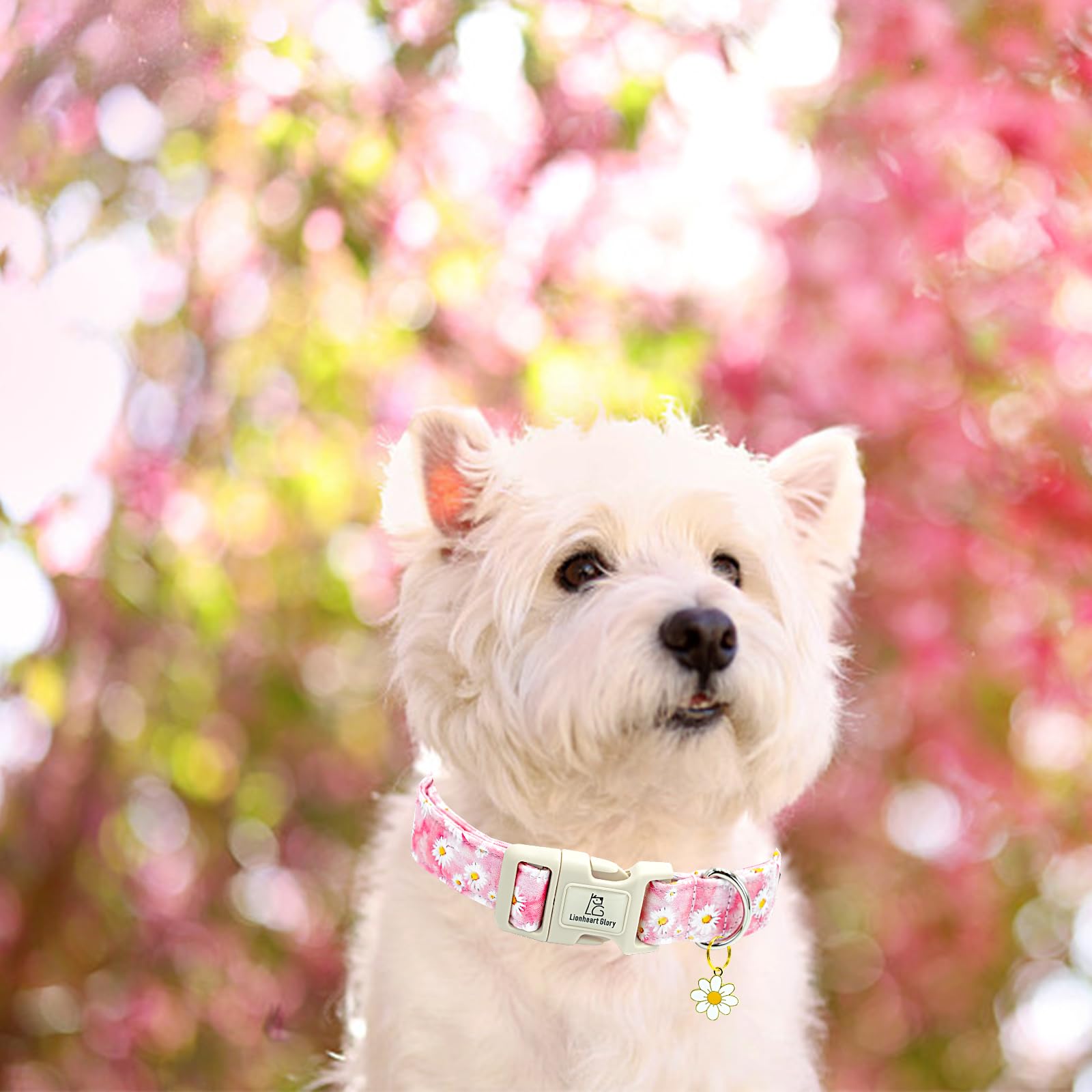 Collar Lionheart glory con diseño floral rosa, ideal como regalo.