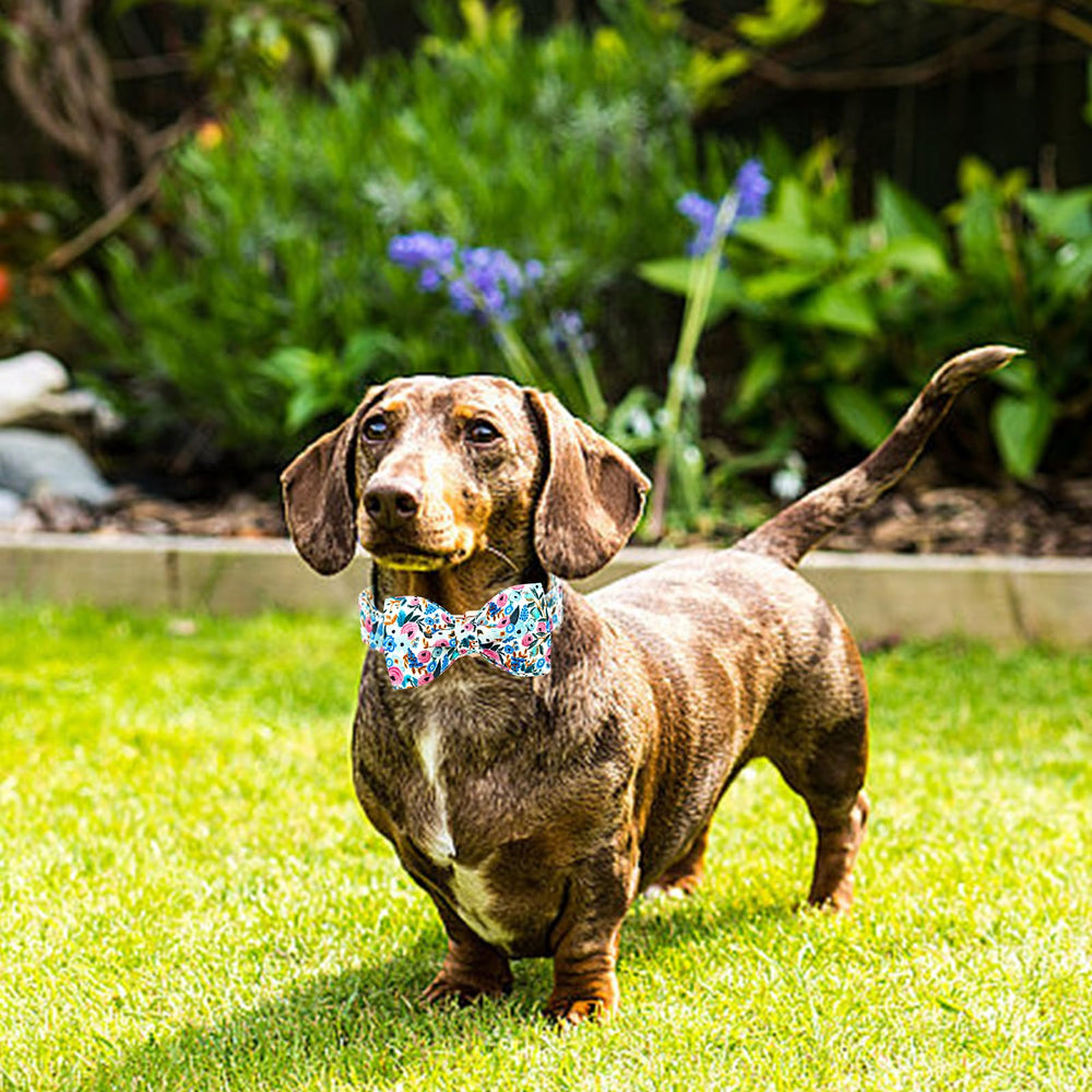 Collar Lionheart Glory con estilo veraniego para paseos al aire libre.