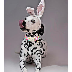 Collar Lionheart glory ajustable, se adapta a varias tallas.