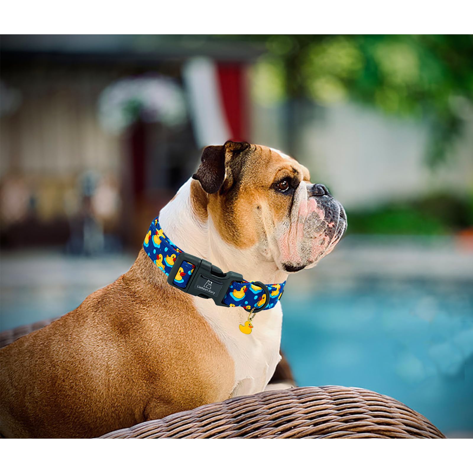 Collar Lionheart glory resistente, ideal para paseos y eventos