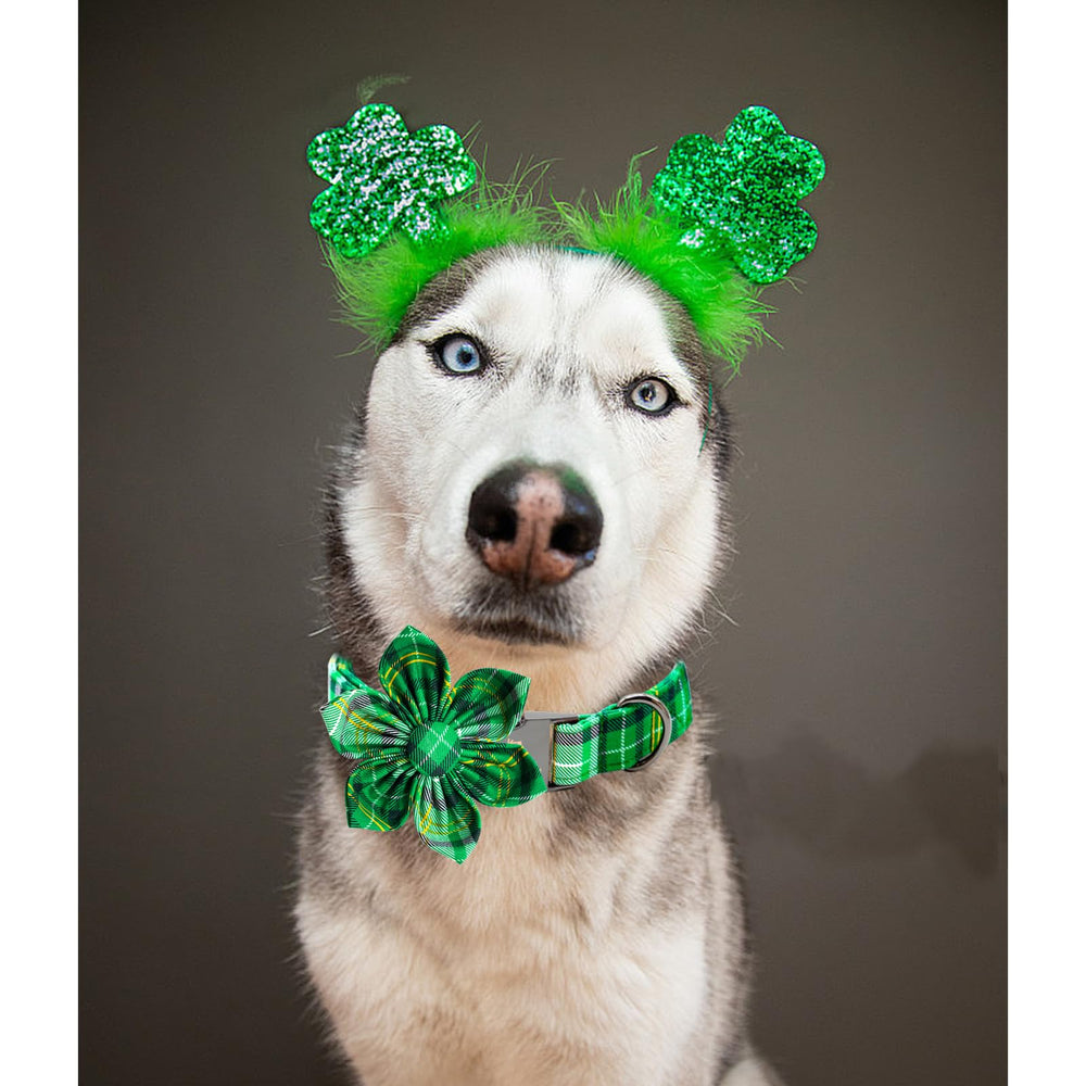 Perro pequeño con collar verde a cuadros, cómodo para paseos diarios.