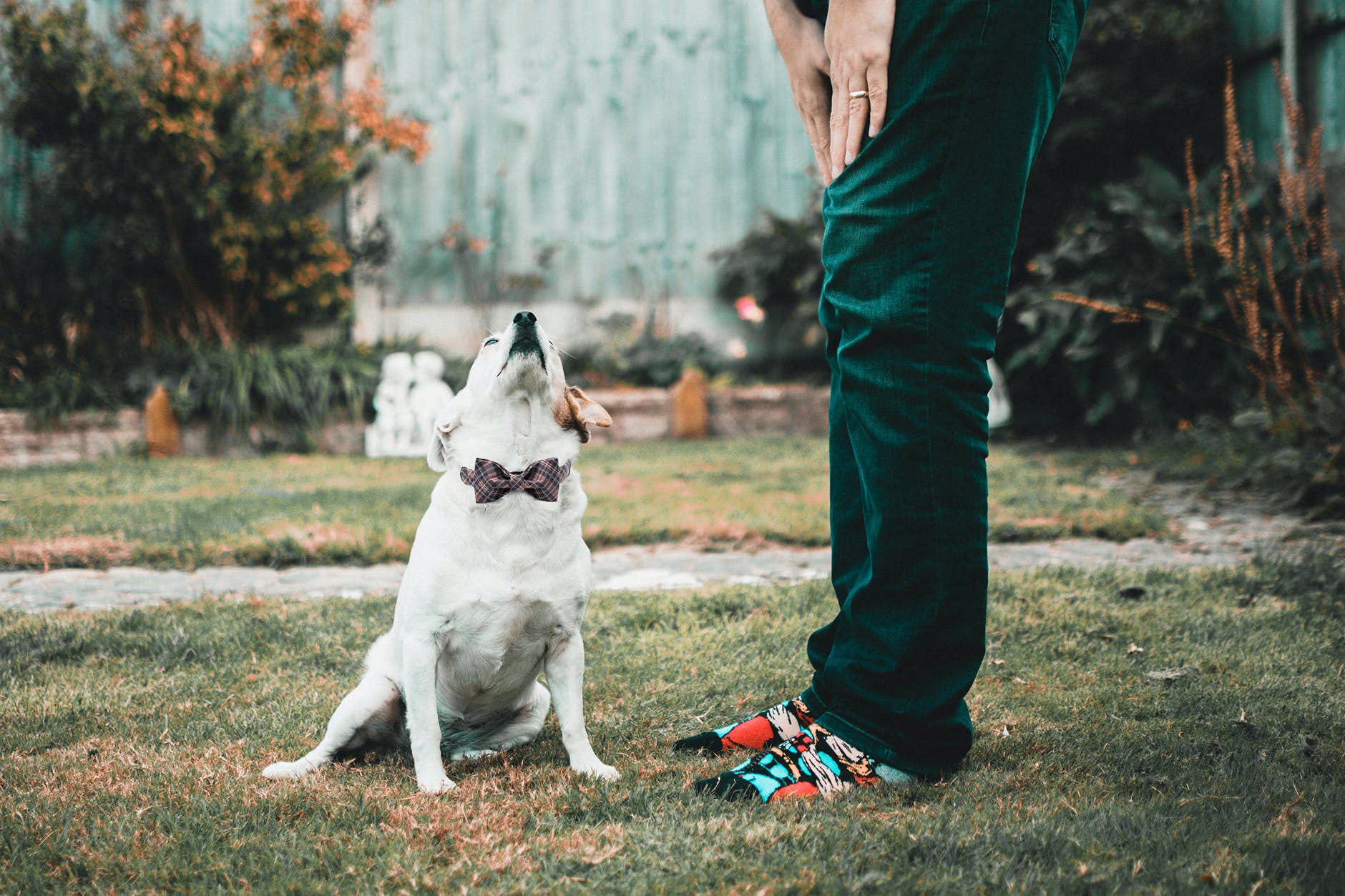 Lionheart glory collar talla L, diseño duradero para perros grandes.