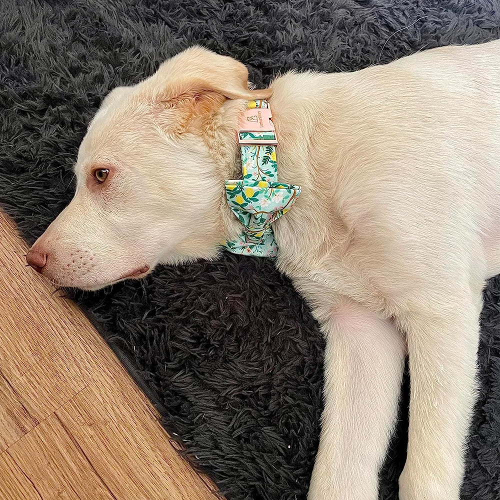 Tallas XS a XL para ajuste cómodo en perros de todos los tamaños