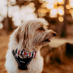 Lionheart glory collar plaid con anilla en D duradera: mayor durabilidad en actividades.