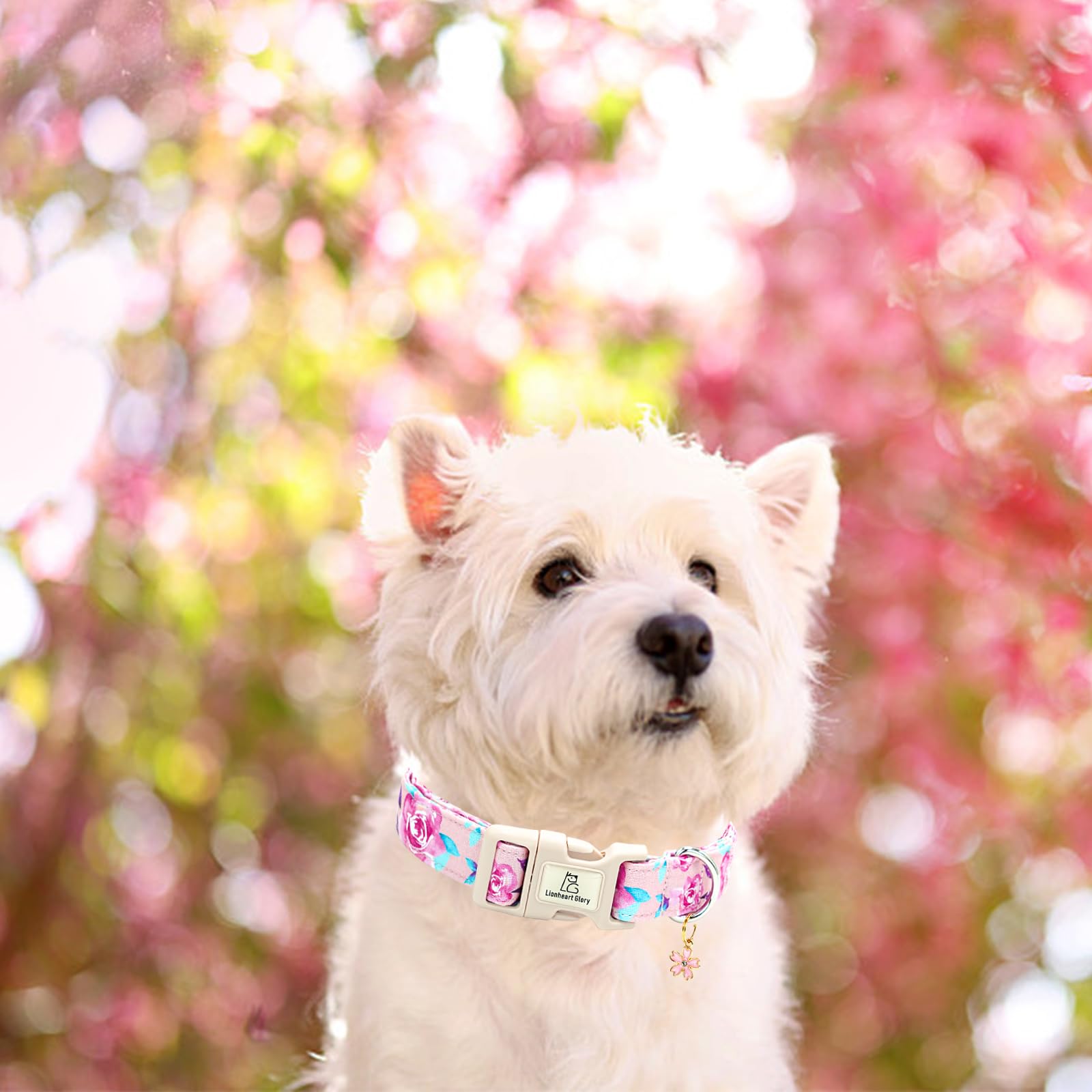 Lionheart glory collar regalo para mascotas, ideal como detalle encantador.
