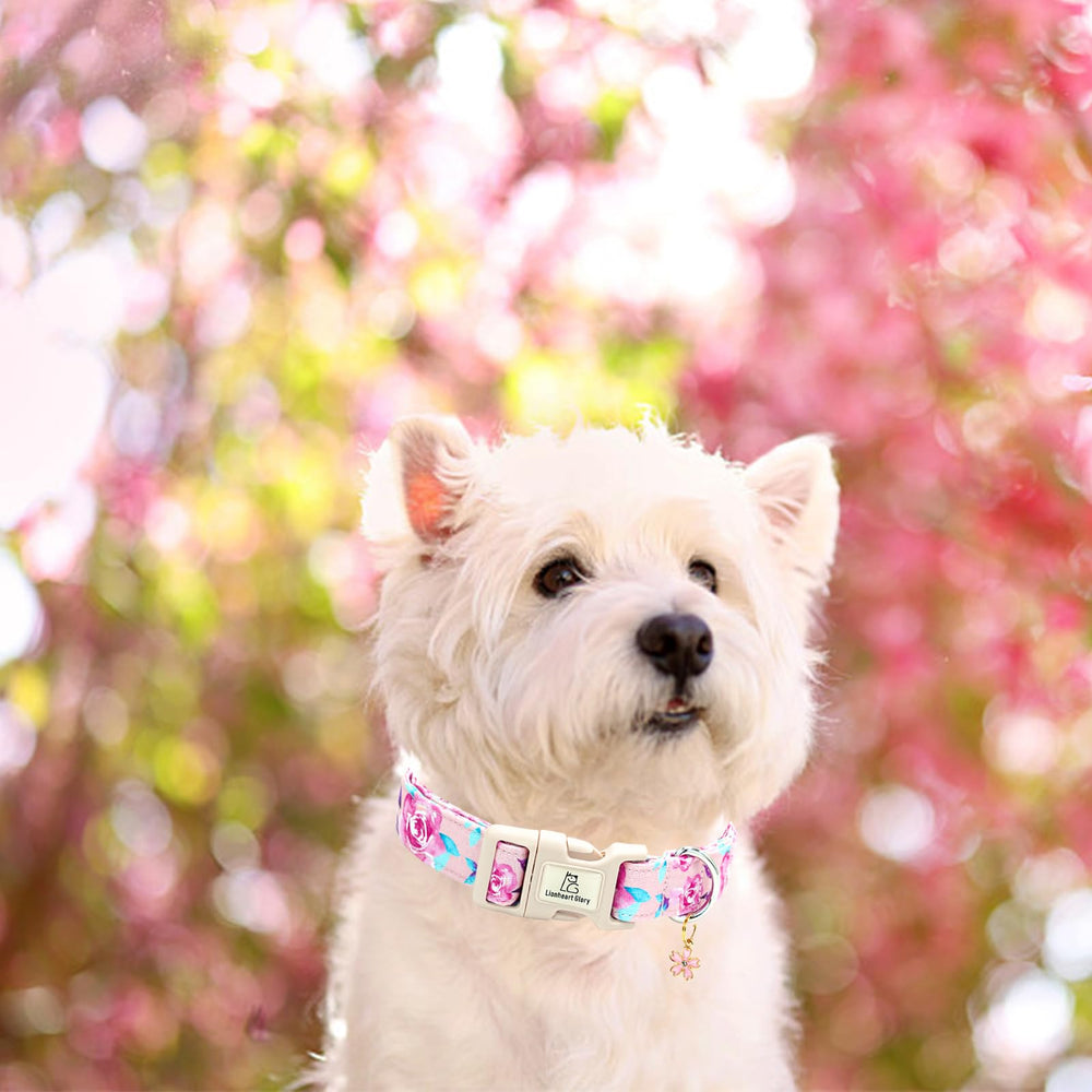 Lionheart glory collar regalo para mascotas, ideal como detalle encantador.
