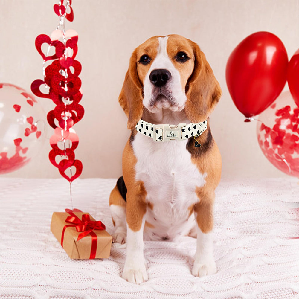 Collar Lionheart Glory, regalo perfecto para perros en ocasiones especiales.