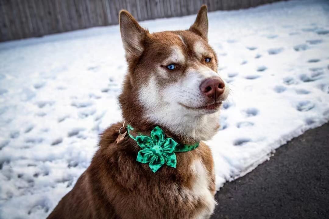 Collar Lionheart Glory, regalo perfecto para mascotas y amantes de los perros.