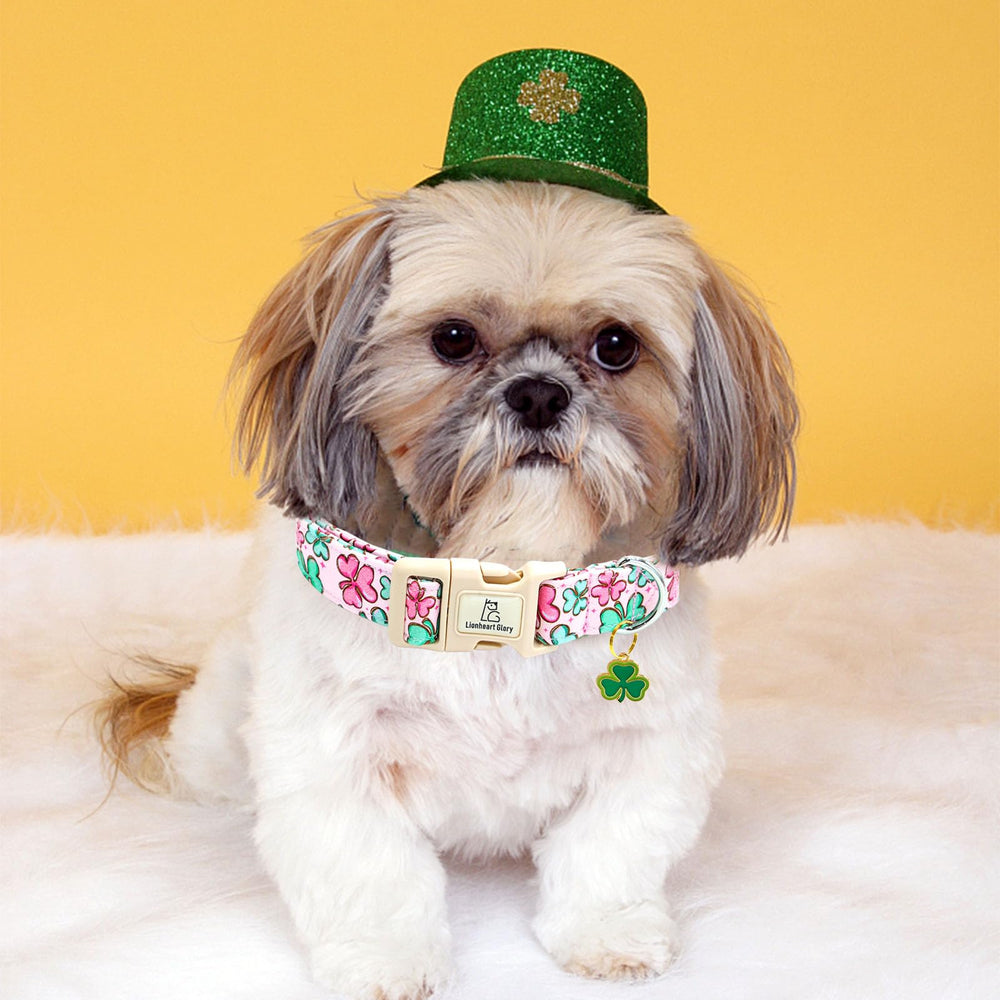 Collar ideal para sesiones de fotos de mascotas