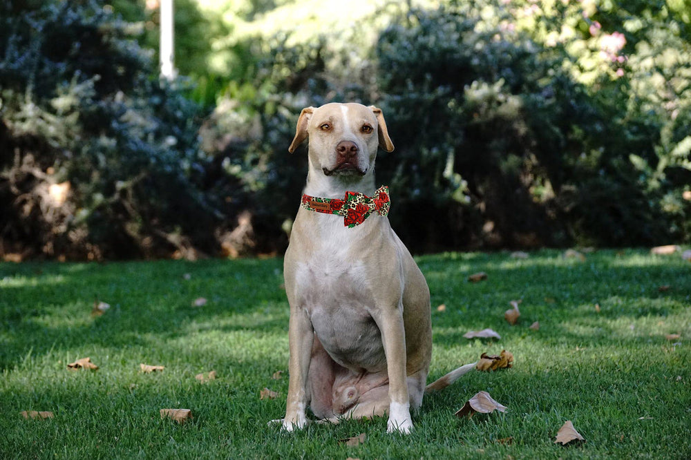 Lionheart glory collar tallas XS a XL para cada perro