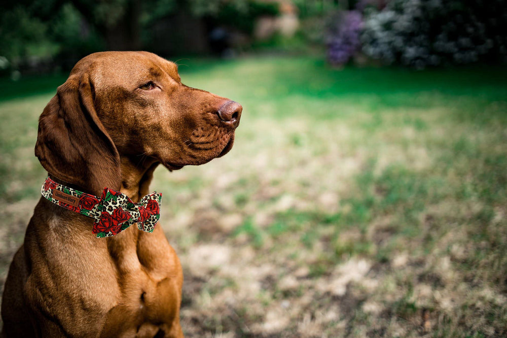 Uso diario del collar Lionheart glory, cómodo para paseo y juego