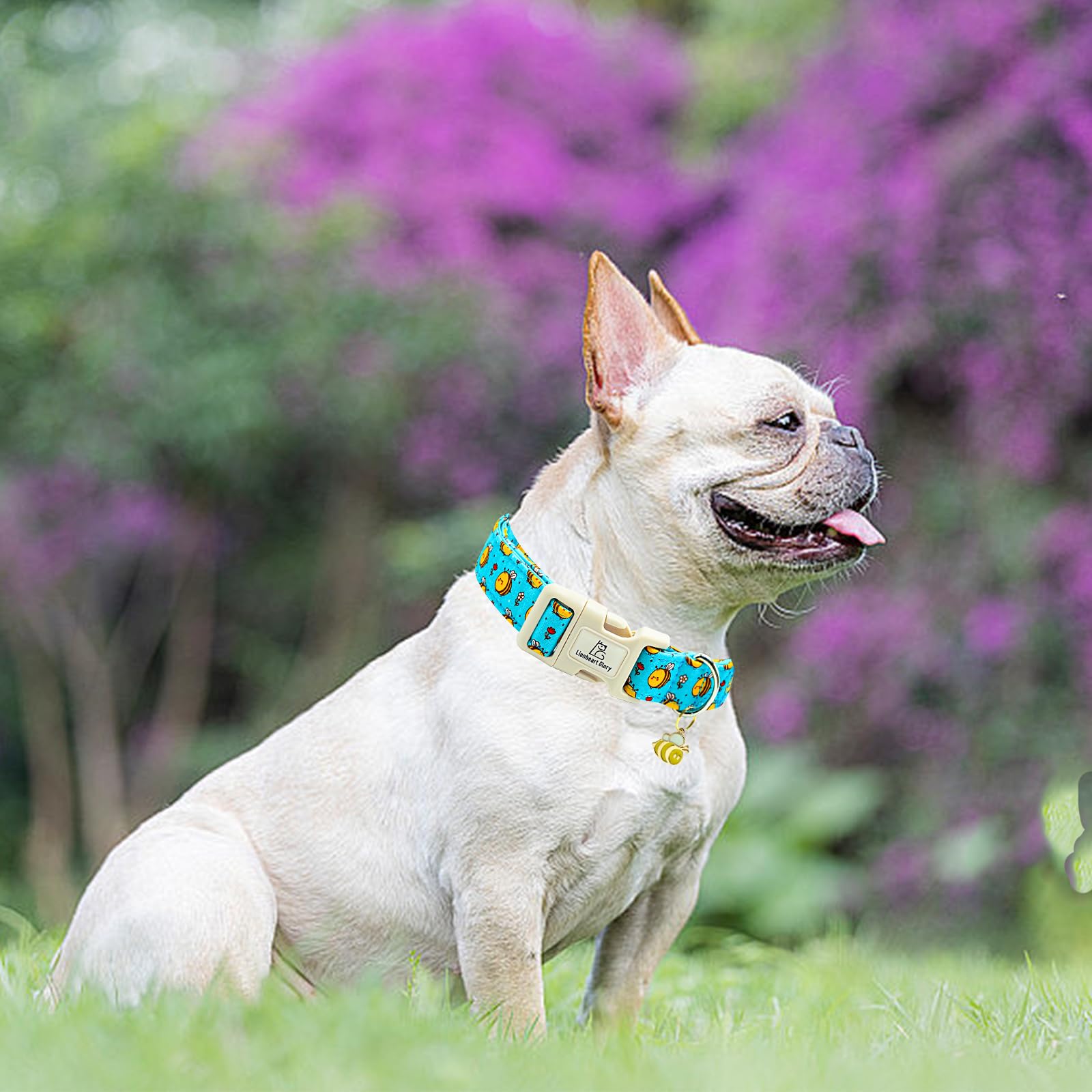 Collar Lionheart Glory, uso diario para mascota con estilo