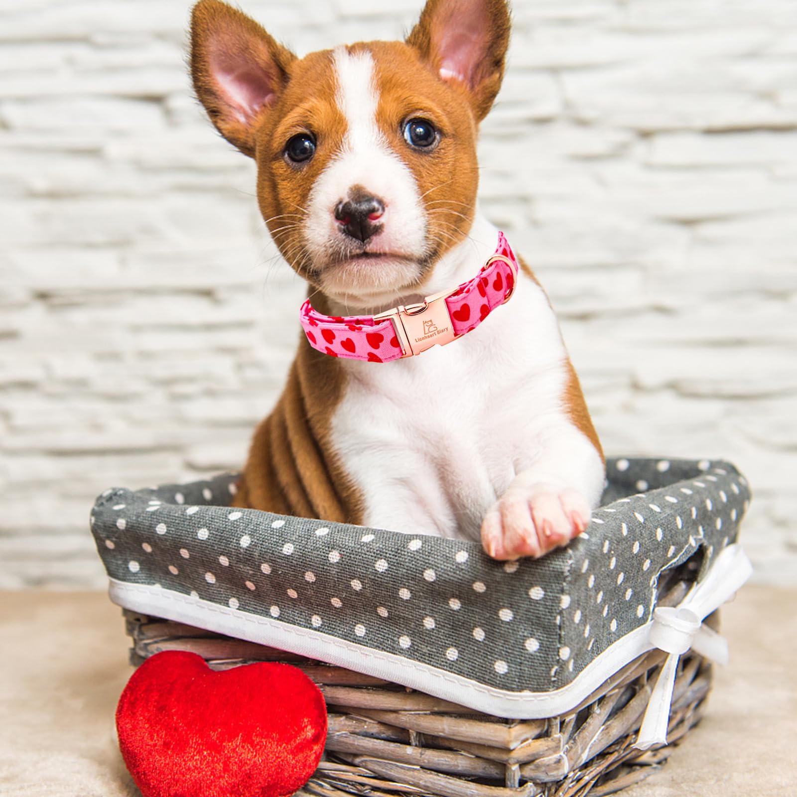 Collar Lionheart Glory presentado como regalo perfecto para perritos.