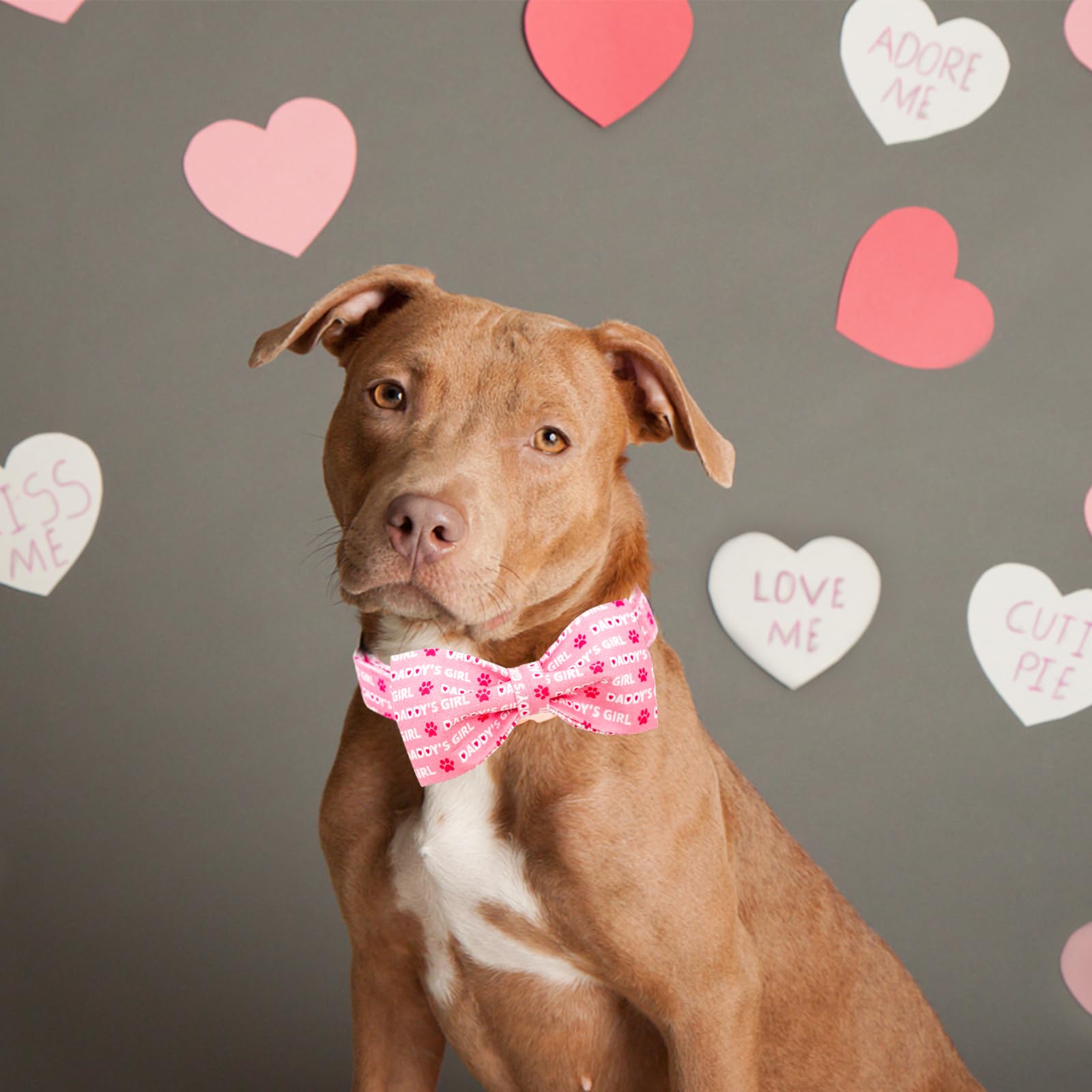Collar Lionheart glory en rosa, ideal para celebrar San Valentín.