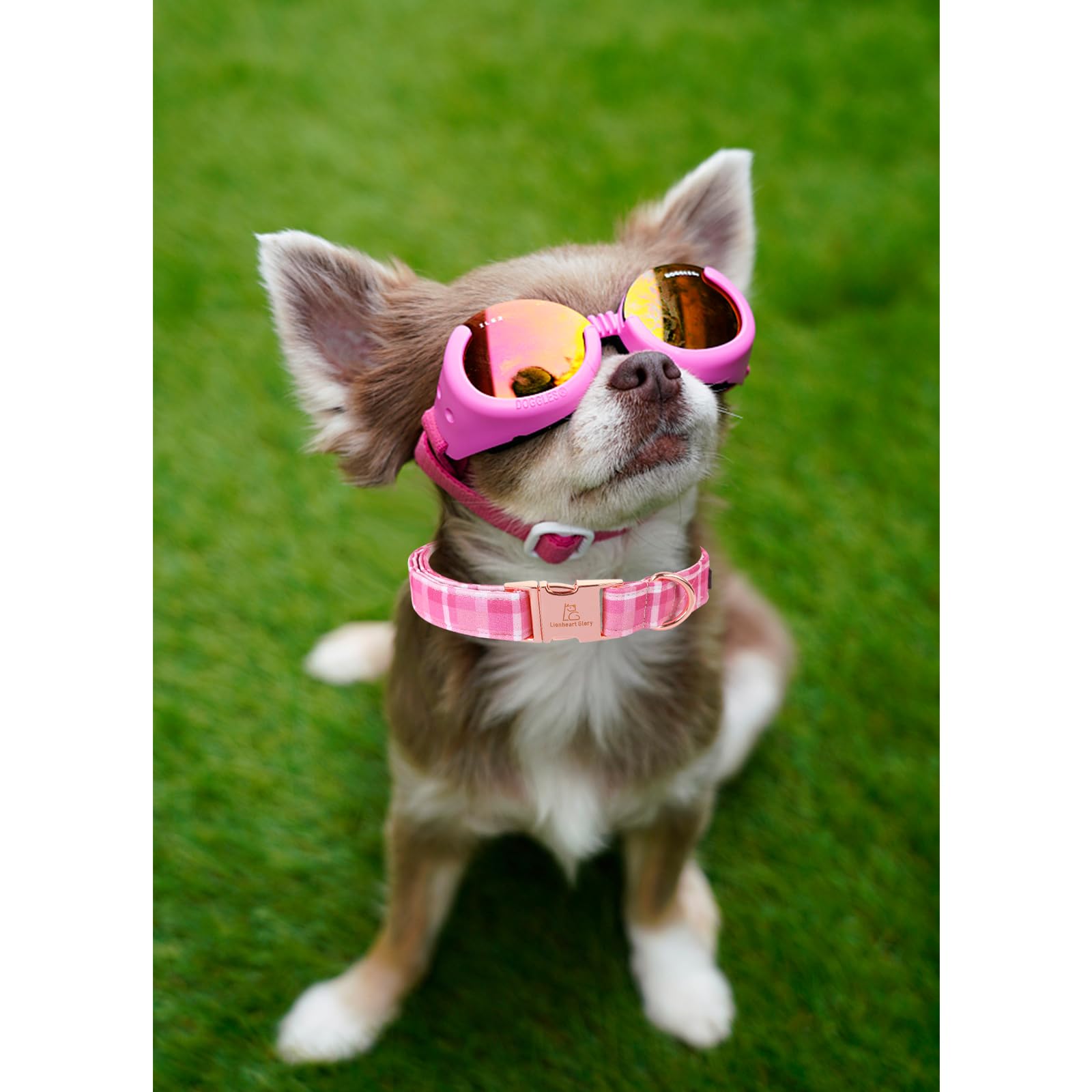 Collar Lionheart Glory, regalo festivo para mascotas.