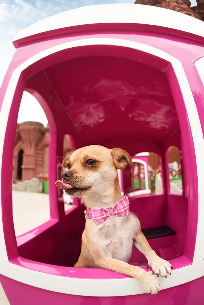 Lionheart Glory ofrece tallas para perros pequeños y medianos.