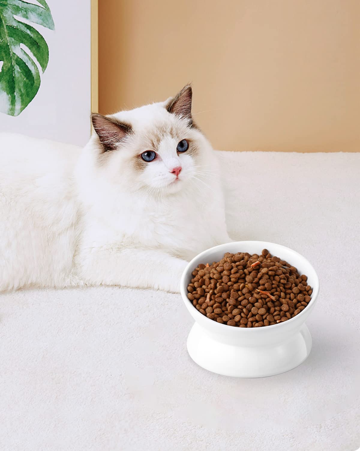 LoeJan uso diario para gatos y gatitos, duradero y práctico.