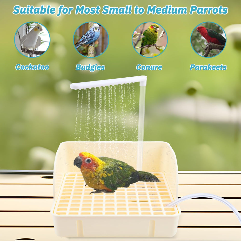 Loro gris africano disfruta el baño con Lonepetu.