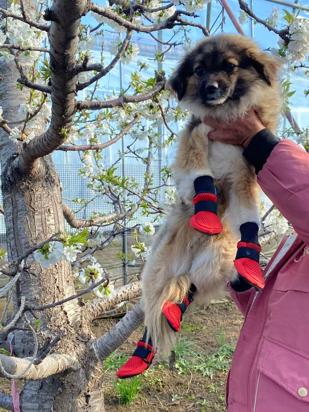 Botas LONSUNEER para perros con malla transpirable y protección para las patas en paseos.