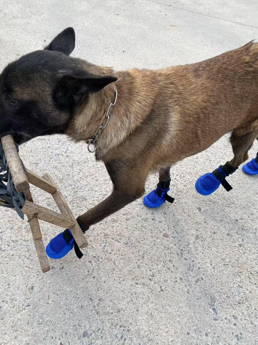 LONSUNEER bota talla S para patitas pequeñas ideal para paseos
