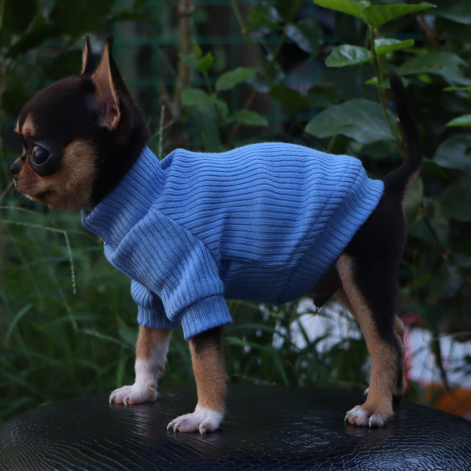 LOPHIPETS suéter azul claro combina con estilos diarias de tu mascota.
