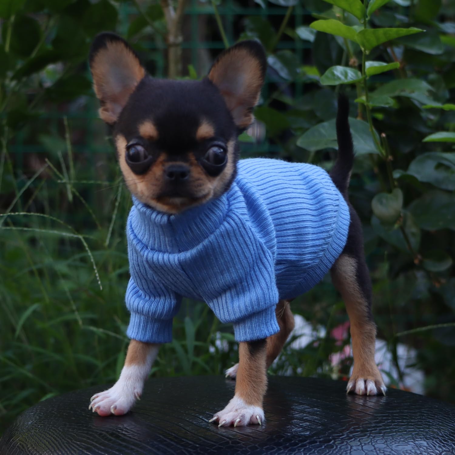 LOPHIPETS suéter se lava a máquina en agua fría para cuidado sencillo.