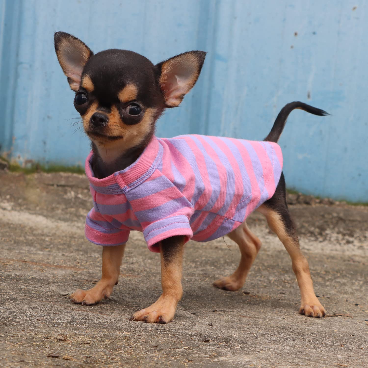 Camiseta Lophipets detalle cuello con costuras duraderas para uso diario