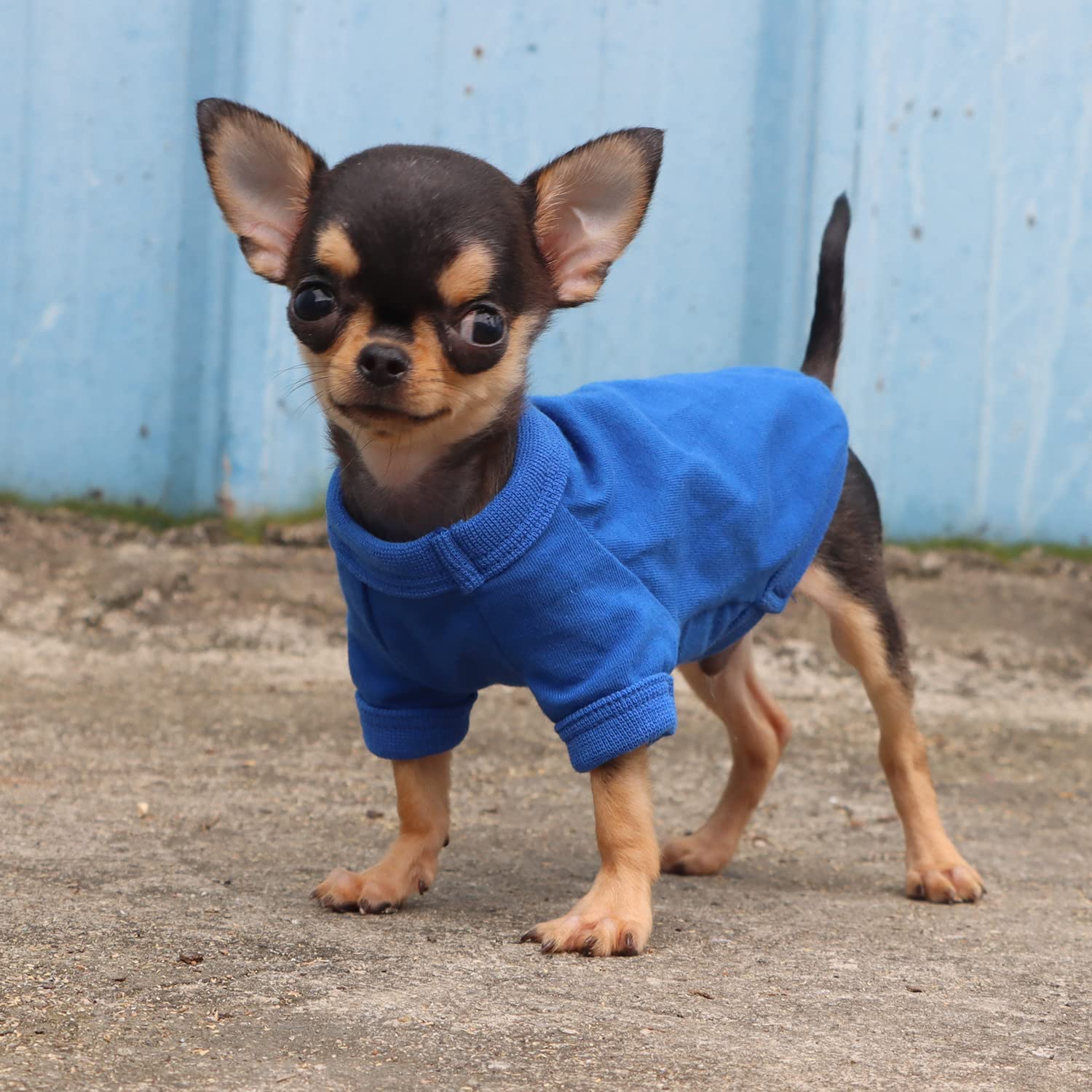 LOPHIPETS camiseta para perro lavado frío azul, mantenimiento sencillo