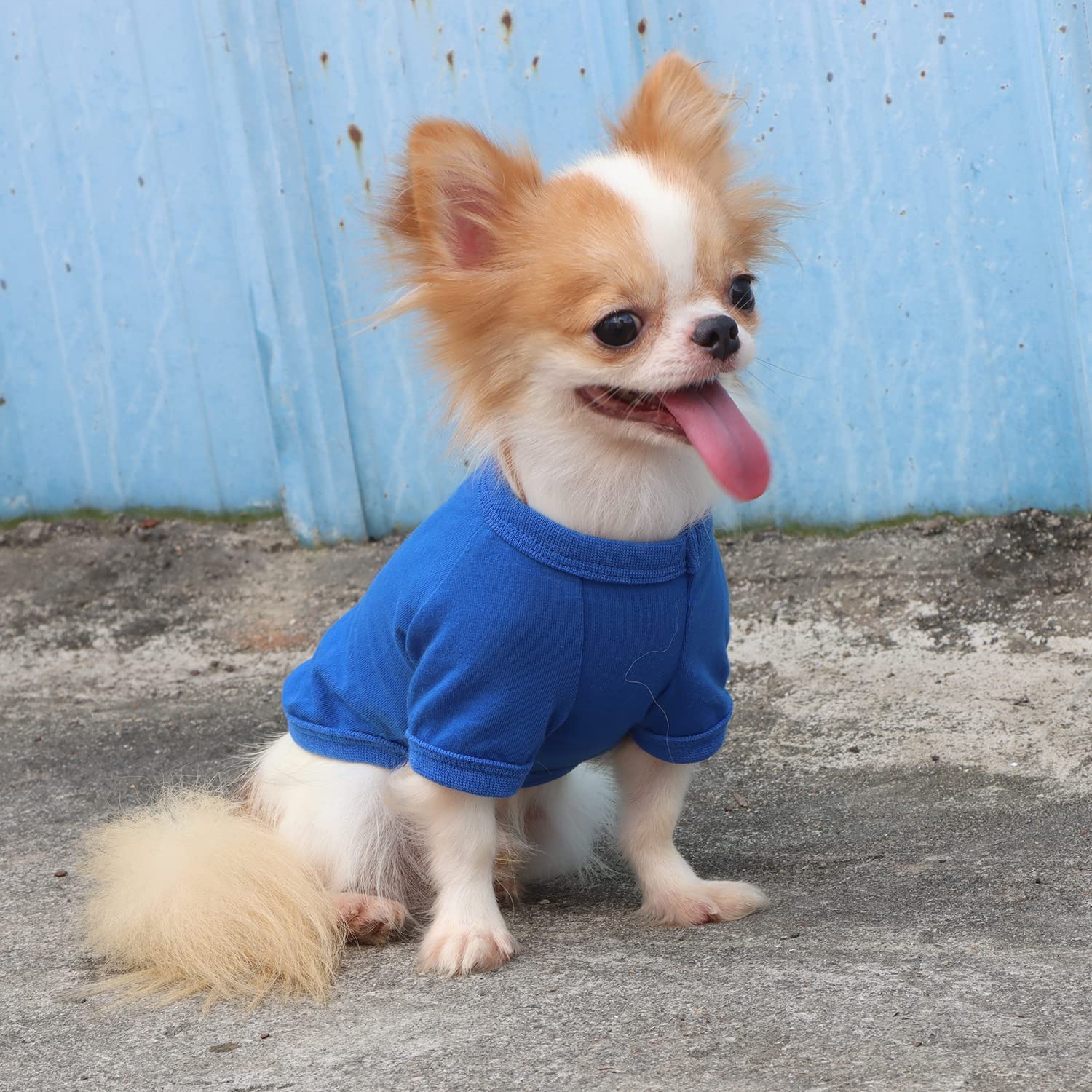 LOPHIPETS camiseta para perro pequeño azul, uso diario en casa y paseo