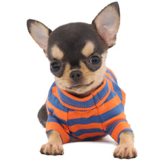 LOPHIPETS prenda transpirable para Chihuahua y Yorkshire Terrier, ideal para paseos diarios.
