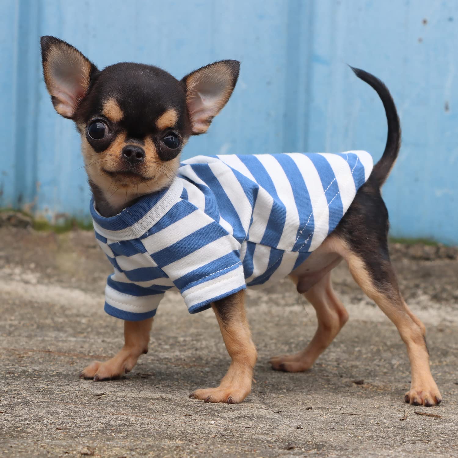 LOPHIPETS camiseta rayas azul blanco, uso en interiores y exteriores para actividades