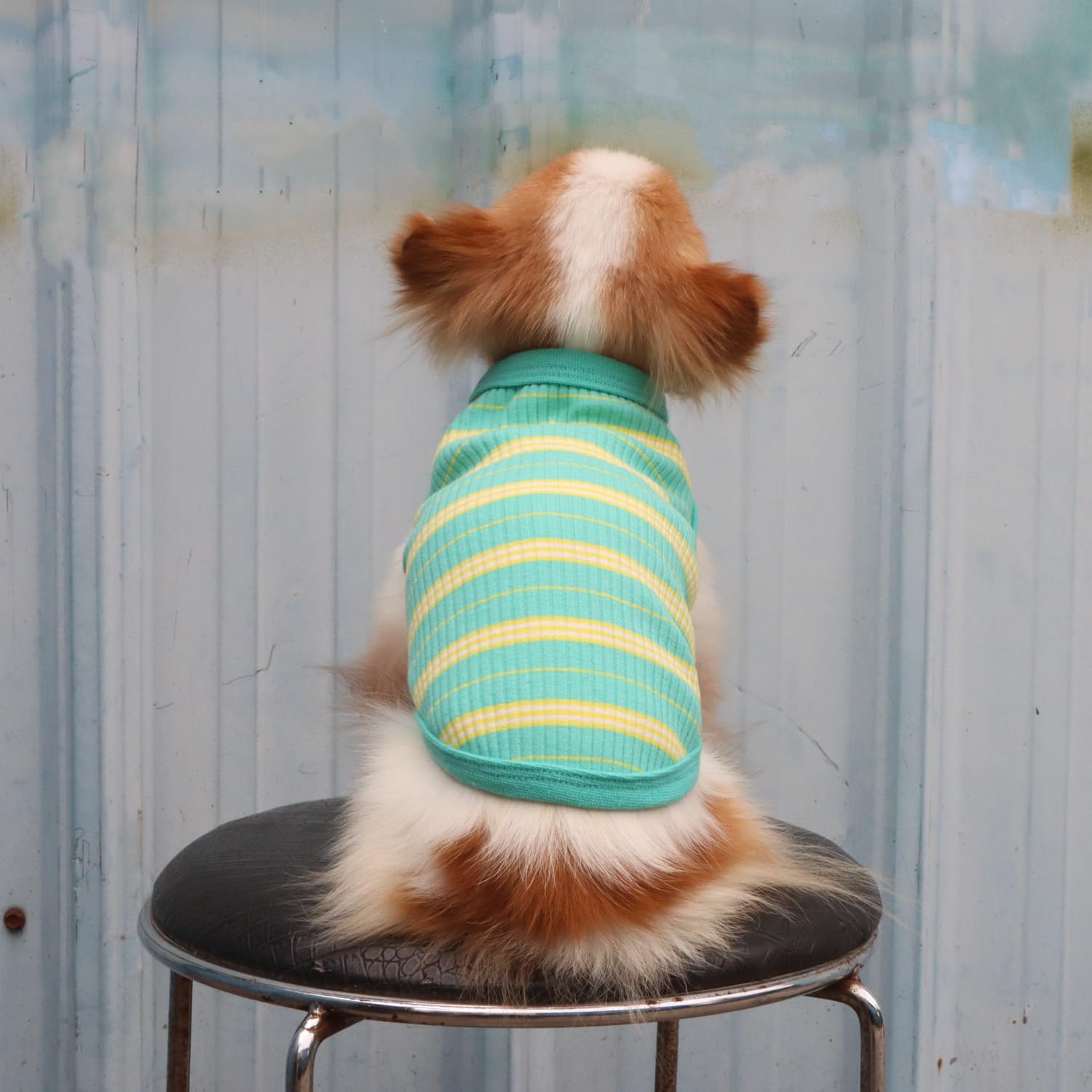 LOPHIPETS talla pequeña para chihuahua, cómodo en paseos diarios.